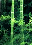 Bamboo st&aring;r f&ouml;r styrka och sp&auml;nst